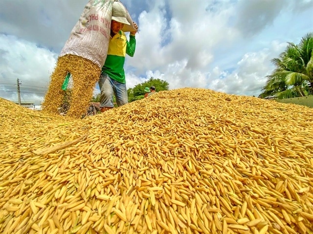 Rice exports set for rebound amid strong demand