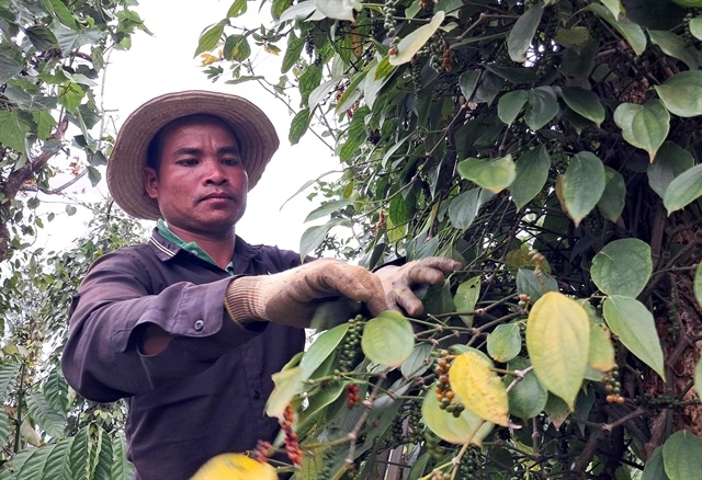 Việt Nam pepper price surges to decade high