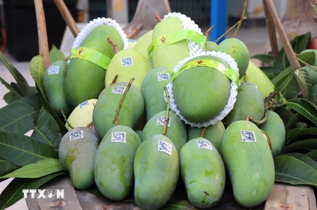 Tiền Giang ships first batch of green-skinned mangoes to US