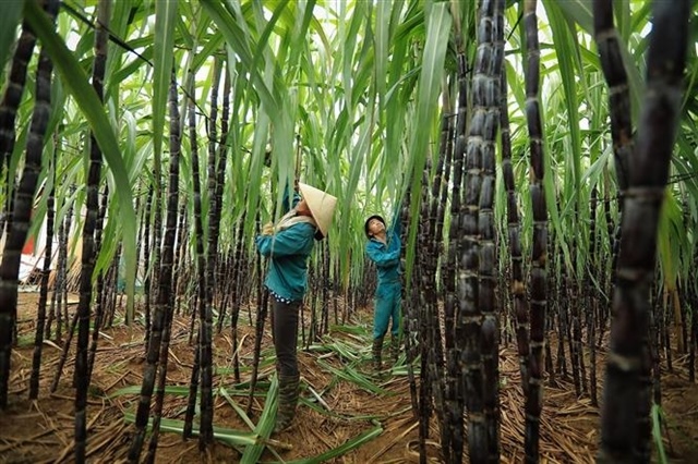 Việt Nam's sugar prices move against global trends