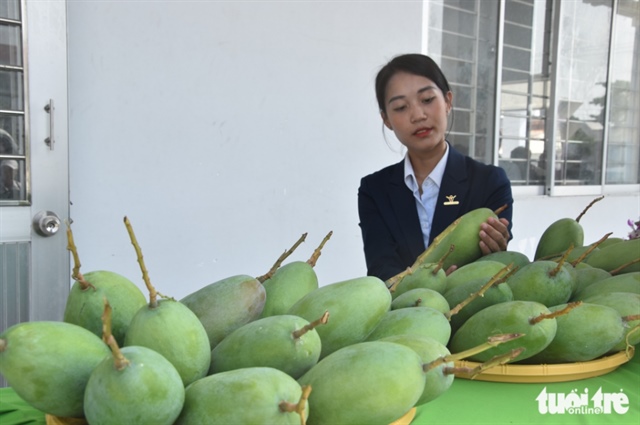 Green mangoes grown in Tien Giang Province, southern Vietnam. Photo: Hoai Thuong / Tuoi Tre