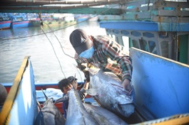 ​Vietnam’s tuna exports to UK show strong, stepwise growth