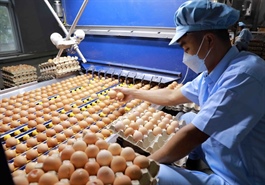 Singapore officially opens market for poultry products from Việt Nam