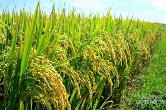 SSC đặt mục tiêu cải thiện lợi nhuận sau năm đi lùi, chia cổ tức tỷ lệ 30% | Vietstock