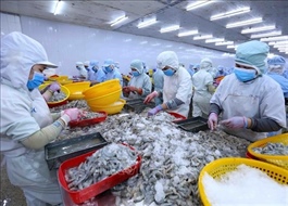 Shrimp exports surpass $900 million in Q1 but face pressures