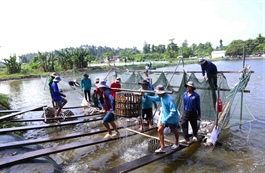 VN's pangasius seeks opportunities amid uncertainties