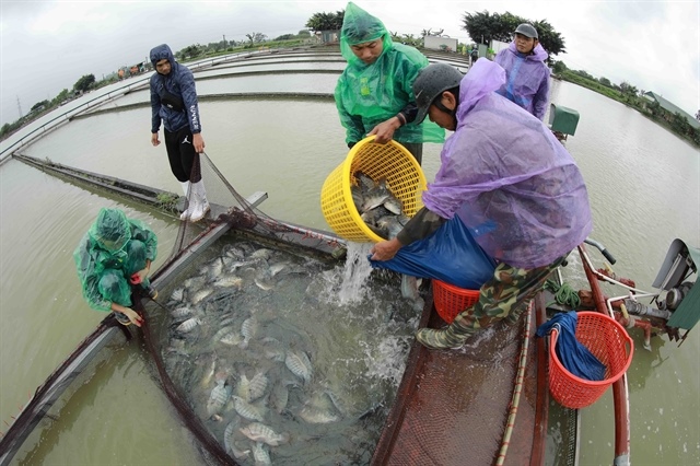 Brazil lifts suspension on Vietnamese tilapia fish imports