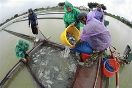 Brazil lifts suspension on Vietnamese tilapia fish imports