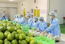 Agro-forestry-fishery trade surplus $5.2 billion in four months