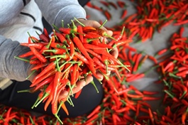RoK firm boosts sustainable chilli supply chain in Ninh Thuận