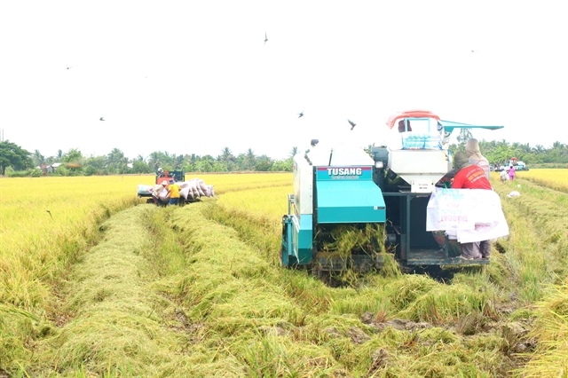 Việt Nam forecast to become world’s second-largest rice Importer by 2025–26