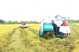 Việt Nam forecast to become world’s second-largest rice Importer by 2025–26