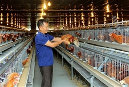 Conference to promote poultry sector’s sustainable development