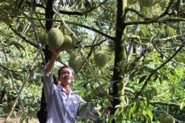 China approves additional codes for Vietnamese durian