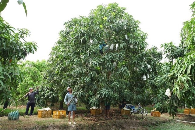 Vietnamese mangoes dominate Chinese market