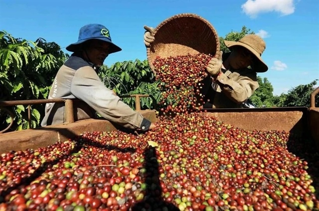 Việt Nam’s coffee exports reach $4.2 billion in first five months