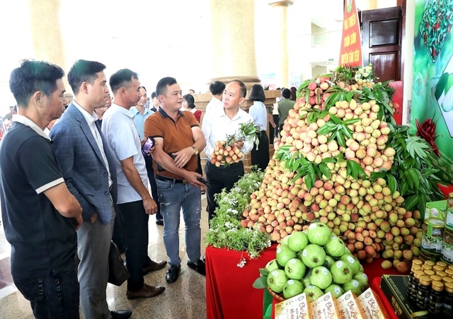 Bắc Giang promotes lychee consumption to expand market