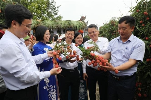 Thanh Hà exports this season's first batch of lychee to Japan