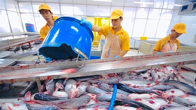 Việt Nam's largest pangasius exporter sees decline in US market