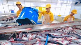 Việt Nam's largest pangasius exporter sees decline in US market