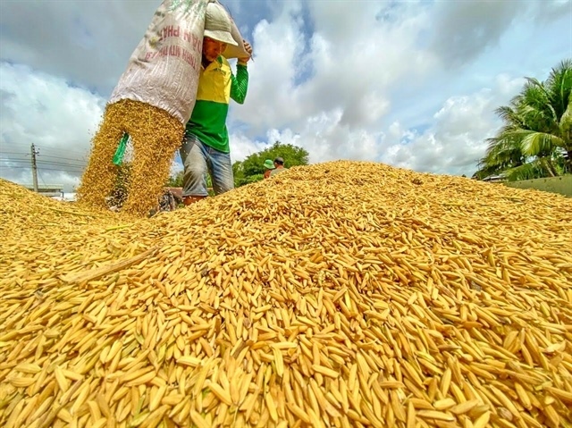Việt Nam to export first batch of low-emission rice