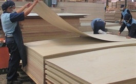 The US investigates Vietnamese plywood
