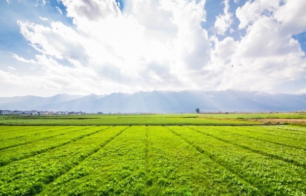 Agricultural land tax exemption motivates business