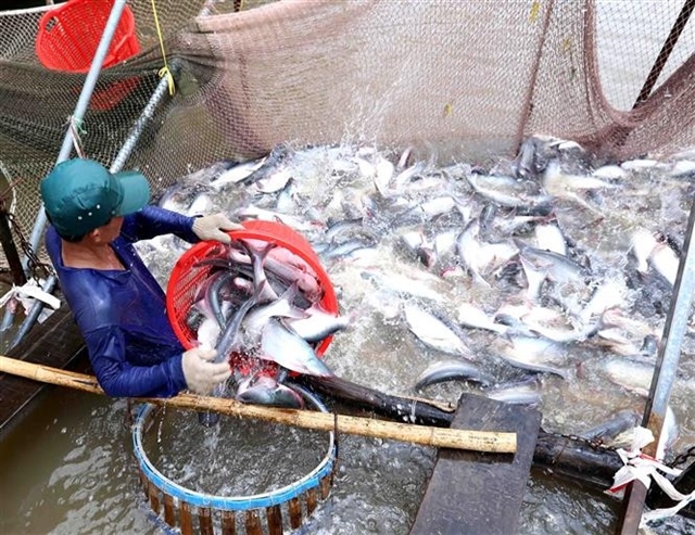 Seafood exports rise sharply in first five months