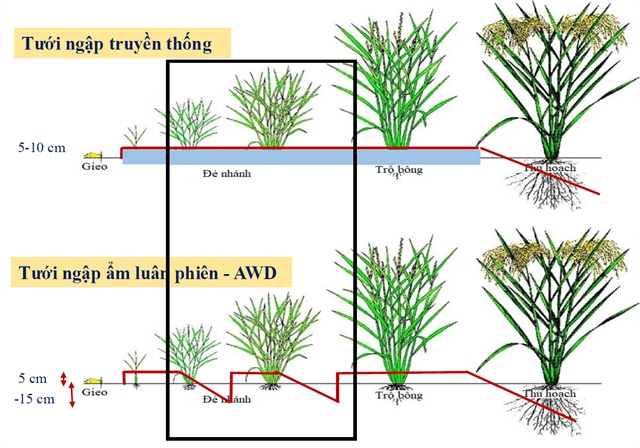 Alternate wetting and drying (awd): a climate-resilient rice farming solution and pathway to carbon credit markets