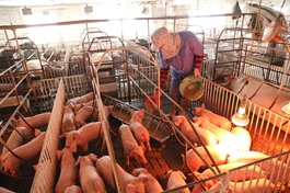 Industrial giants take lead in Việt Nam's pork market