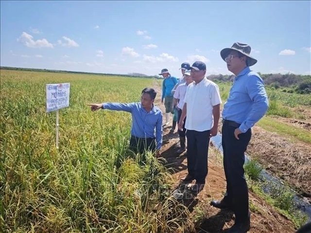 Việt Nam-Cuba rice production cooperation project generates positive results