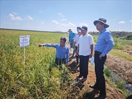 Việt Nam-Cuba rice production cooperation project generates positive results