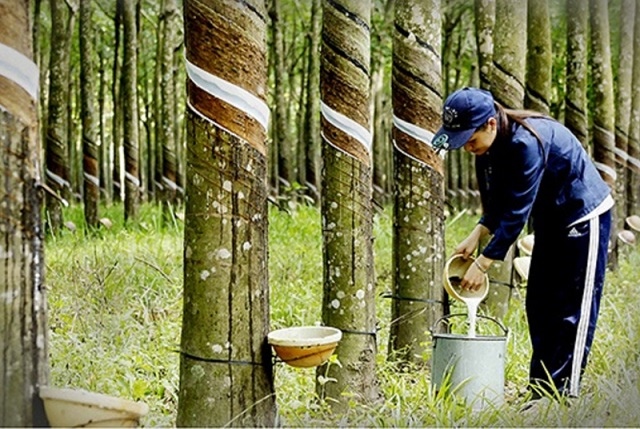 Lo ngại về nhu cầu tiêu thụ yếu trên thị trường hàng hóa, giá cao su lao dốc