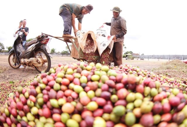 Coffee exports hit record on EU, US demand