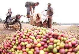 Coffee exports hit record on EU, US demand