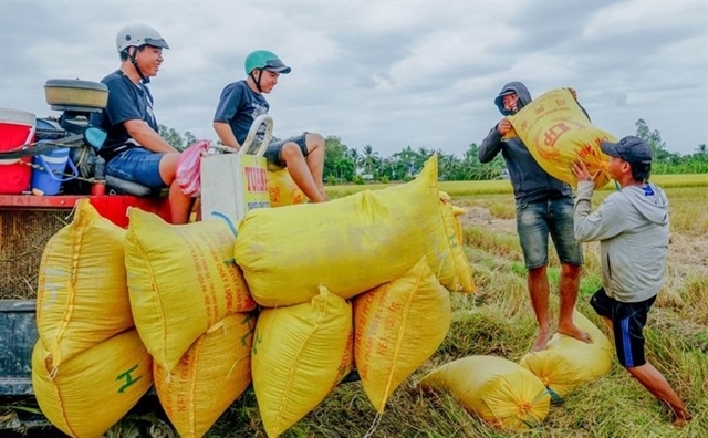 Việt Nam’s rice export prices fall nearly 19 per cent despite growing volume