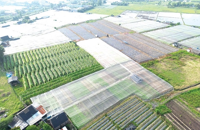 Quốc hội đồng ý kéo dài thời gian miễn thuế sử dụng đất nông nghiệp tới hết 2030