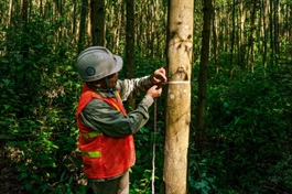 Private sector emerges as a key ally in forest conservation