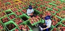 Global uncertainty weighs on Việt Nam's economic outlook