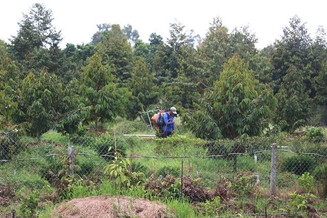 Frozen durian exports triple