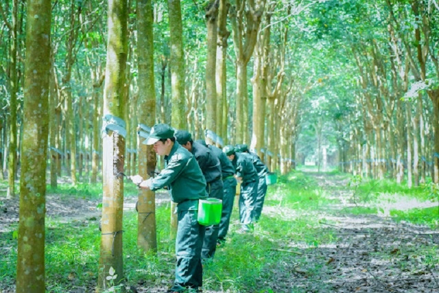 Cao su Tây Ninh Bất Ngờ Chia Cổ Tức 73 Tỷ Đồng, Bán 875.000 Cp Quỹ: Cơ Hội Đầu Tư?