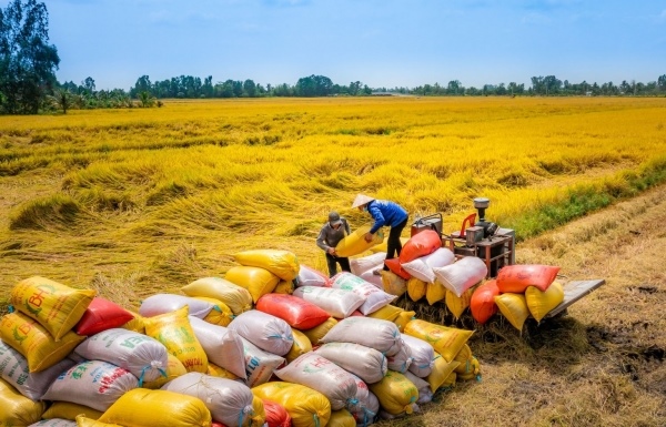 Vietnam’s rice exports suffer sharp price drop