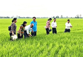 Hậu Giang enhances farmer support, market connectivity