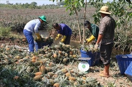Large specialised pineapple farming zone thrives in Đồng Tháp