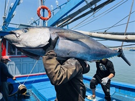 VASEP: global tuna market enters period of major transformation