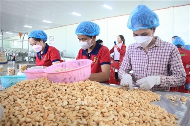 Việt Nam targets US$4.5 billion in cashew exports for 2025