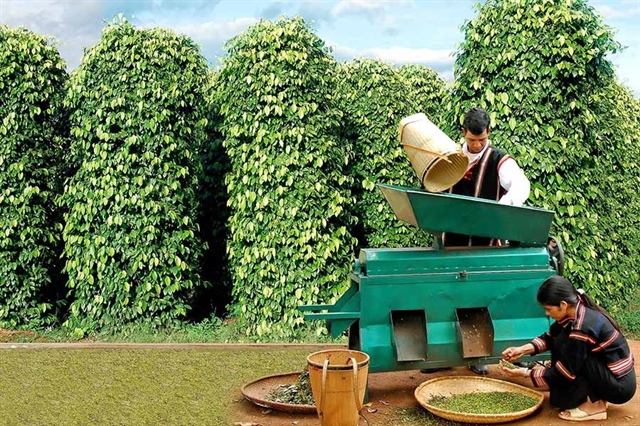 EU regulations stall pepper exports