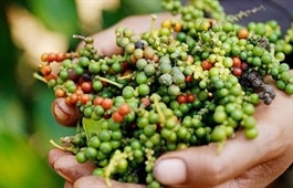 EU regulations stall pepper exports