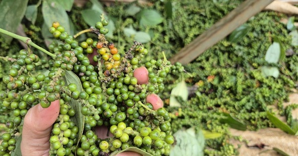 Giá tiêu hôm nay giảm mạnh, nhà đầu tư sốt ruột - Ảnh 2.