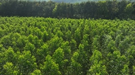 Promoting sustainable forest management through long-cycle plantation models